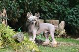 CHIEN NU CHINOIS 270